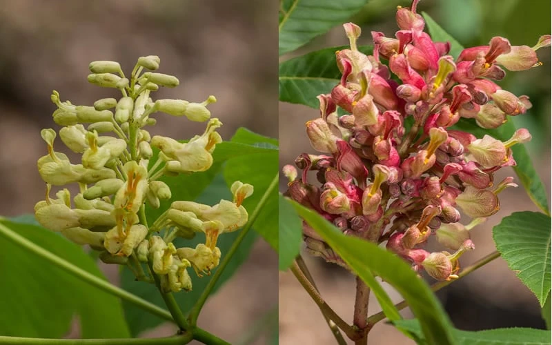Painted Buckeye (Aesculus Sylvatica) - 1 Gallon Pot - Image 4