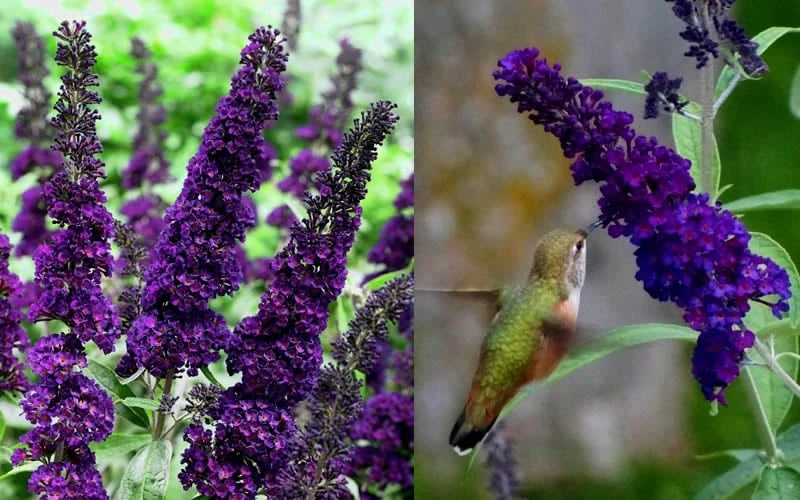 Black Knight Butterfly Bush - 1 Gallon Pot - Image 3