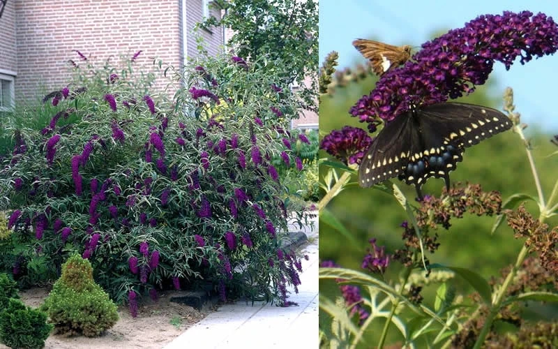 Black Knight Butterfly Bush - 1 Gallon Pot - Image 4