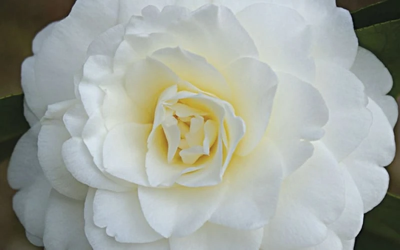 Alba Plena Camellia Japonica - 3 Gallon Pot - Image 5