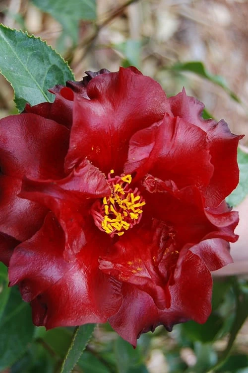 Black Magic Camellia Japonica - 1 Gallon Pot - Image 4