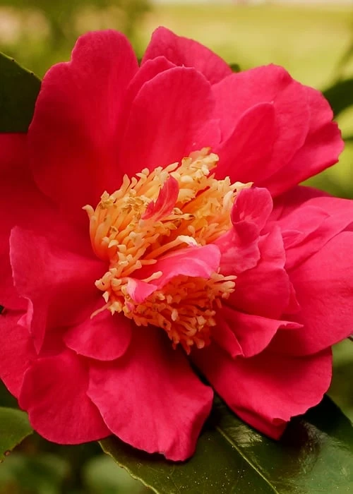 Blood Of China Fragrant Red Camellia Japonica - 1 Gallon Pot - Image 4