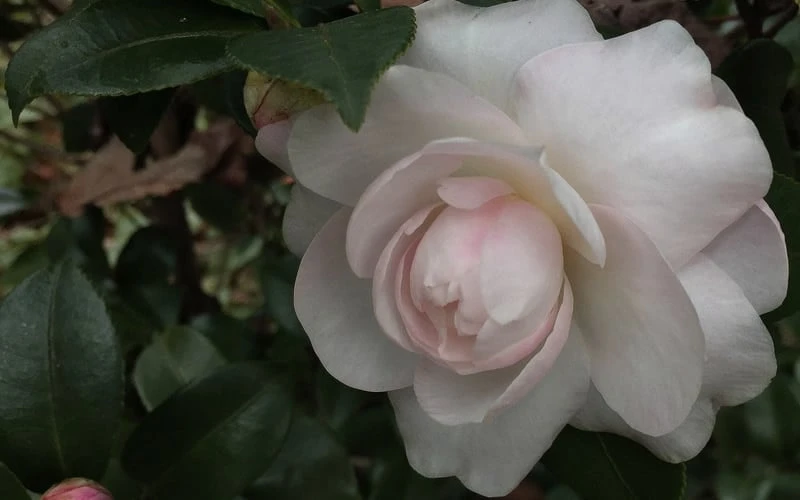 October Magic Dawn Camellia - 3 Gallon Pot - Image 4