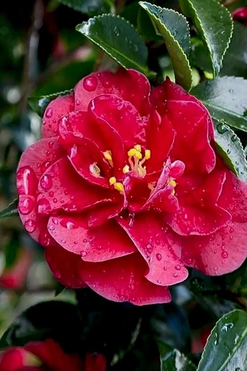 October Magic Ruby Camellia - 7 Gallon Pot - Image 4