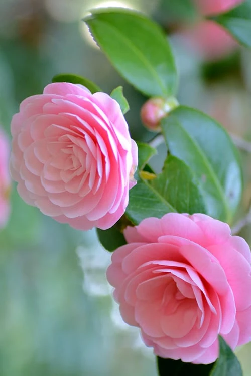 Otome Pink Camellia Japonica - 3 Gallon Pot - Image 5