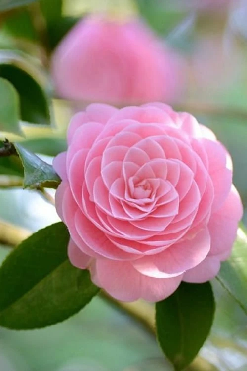 Otome Pink Camellia Japonica - 3 Gallon Pot - Image 4
