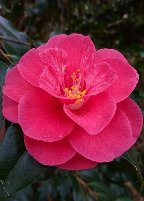 Rutledge Minnix Camellia Japonica - 3 Gallon Pot