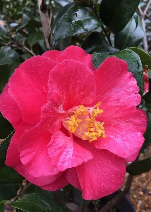 Rutledge Minnix Camellia Japonica - 3 Gallon Pot - Image 4