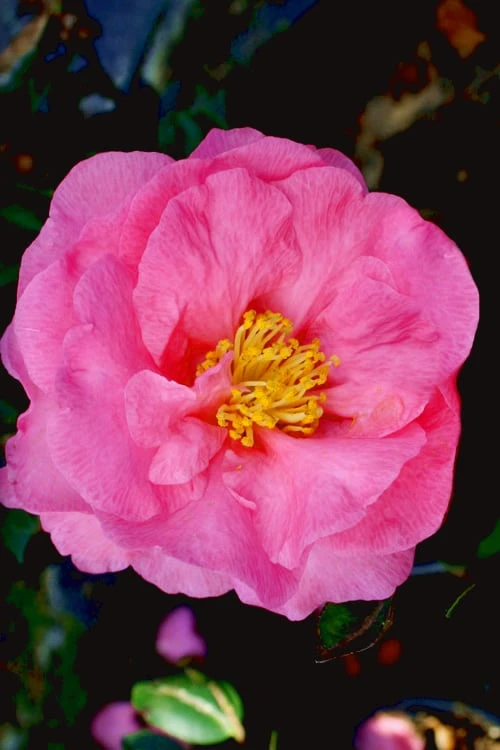 Stephanie Golden Dwarf Camellia Sasanqua - 3 Gallon Pot - Image 5