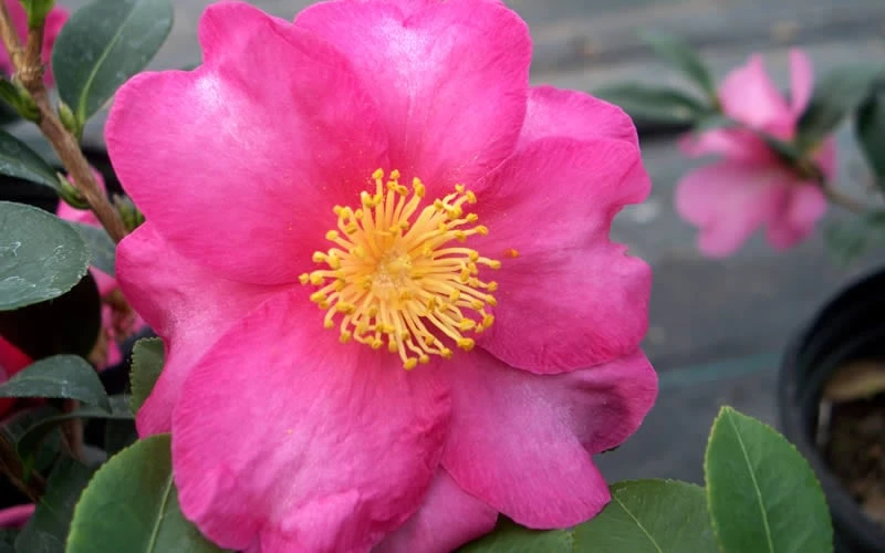Stephanie Golden Dwarf Camellia Sasanqua - 3 Gallon Pot - Image 4