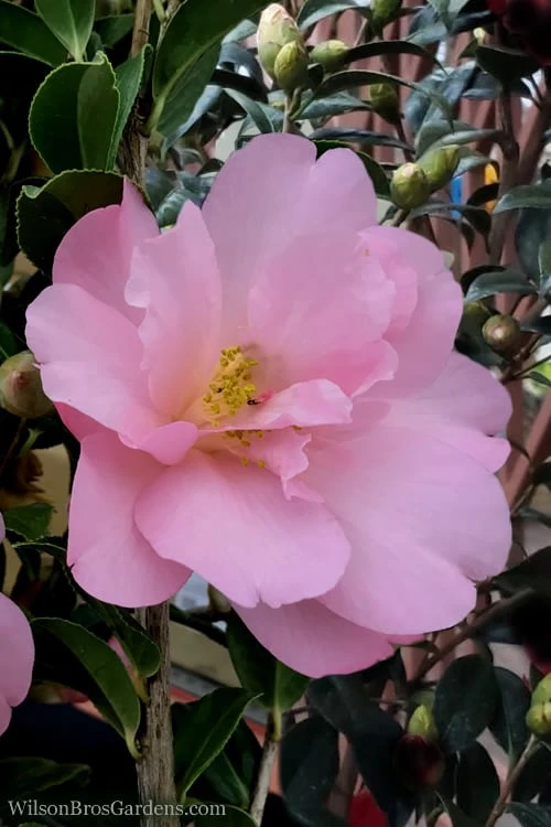 Taylors Perfection Pink Camellia Hybrid - 3 Gallon Pot - Image 6
