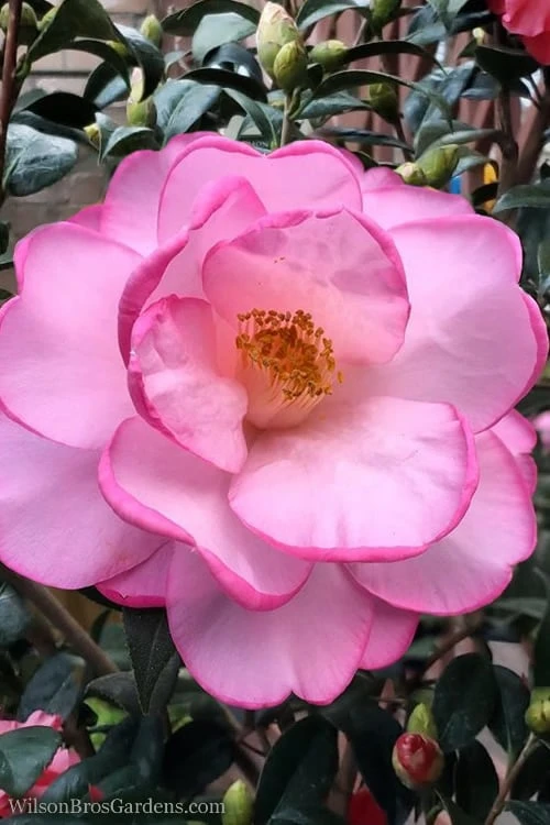 Taylors Perfection Pink Camellia Hybrid - 3 Gallon Pot - Image 5
