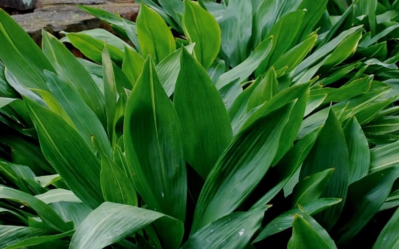 Cast Iron Plant - 3 Gallon Pot - Image 5