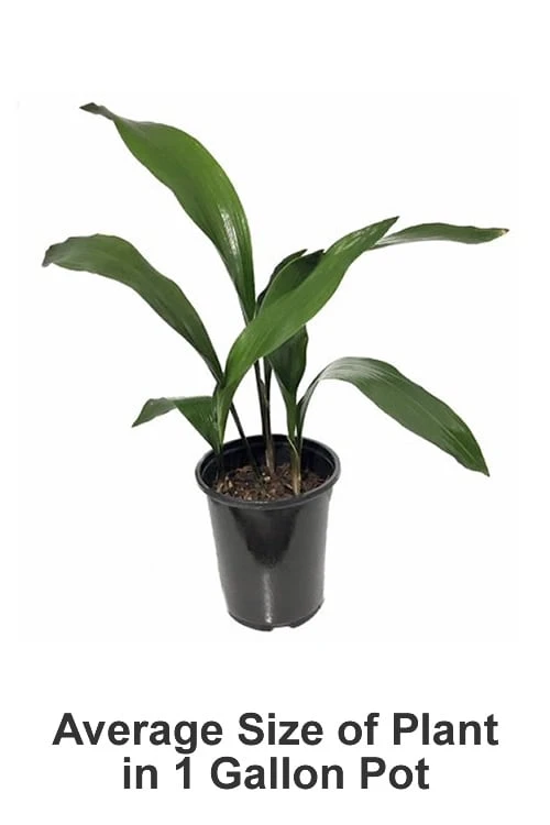 Cast Iron Plant - 3 Gallon Pot - Image 3