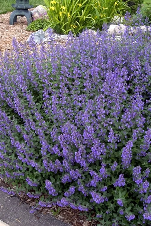 Walker's Low Catmint (Nepeta X Faassenii) - 1 Gallon Pot - Image 4