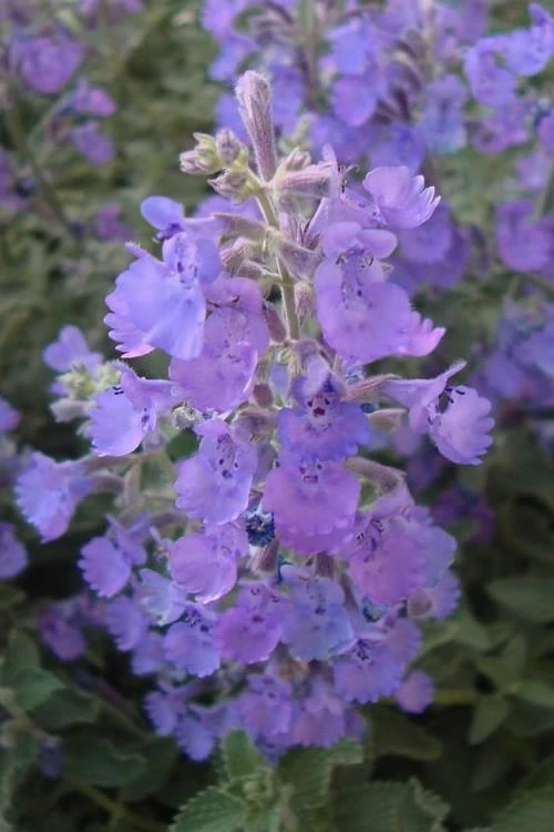 Walker's Low Catmint (Nepeta X Faassenii) - 1 Gallon Pot - Image 5