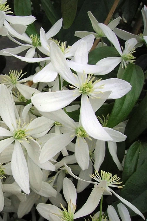 Snowdrift Evergreen Clematis Armandii - 5 Gallon Pot