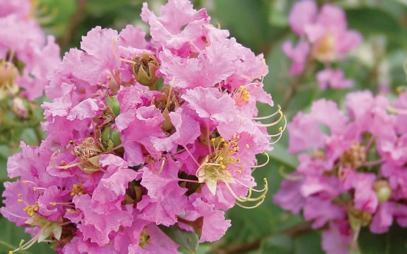 Dazzle Me Pink Dwarf Crape Myrtle - 3 Gallon Pot - Image 6