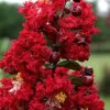 Dynamite Red Crape Myrtle - 5 Gallon Pot