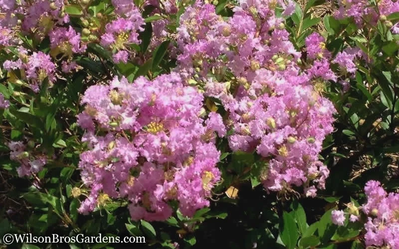 Early Bird Lavender Crape Myrtle - 3 Gallon Pot - Image 6