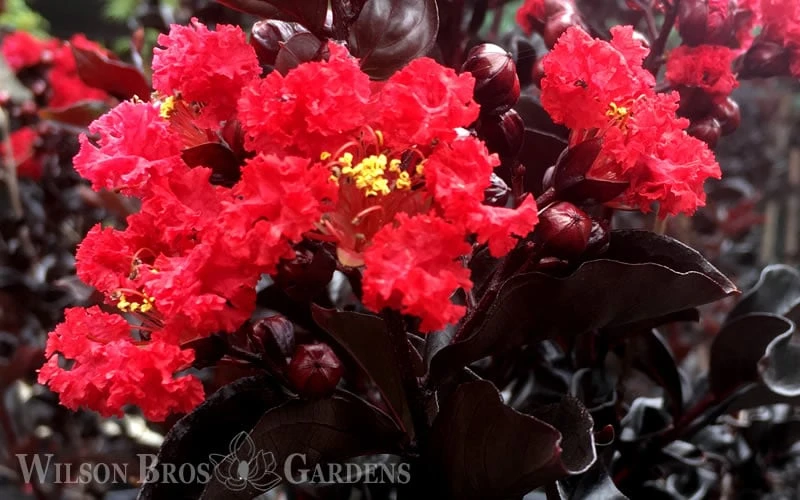Ebony Flame Crape Myrtle - 7 Gallon Pot (4-5') - Image 7