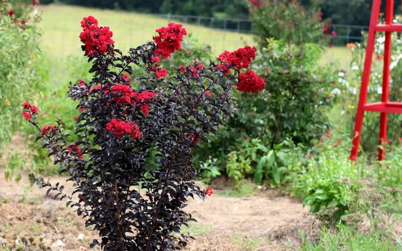 Ebony Flame Crape Myrtle - 7 Gallon Pot (4-5') - Image 6