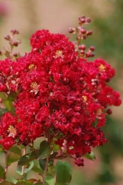 Red Rooster Crape Myrtle - 3 Gallon Pot