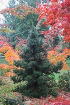 Black Dragon Cryptomeria - Japanese Cedar - 5 Gallon Pot