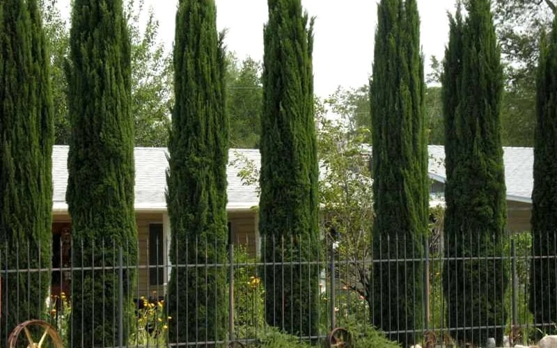 Italian Cypress - 3 Gallon Pot - Image 5