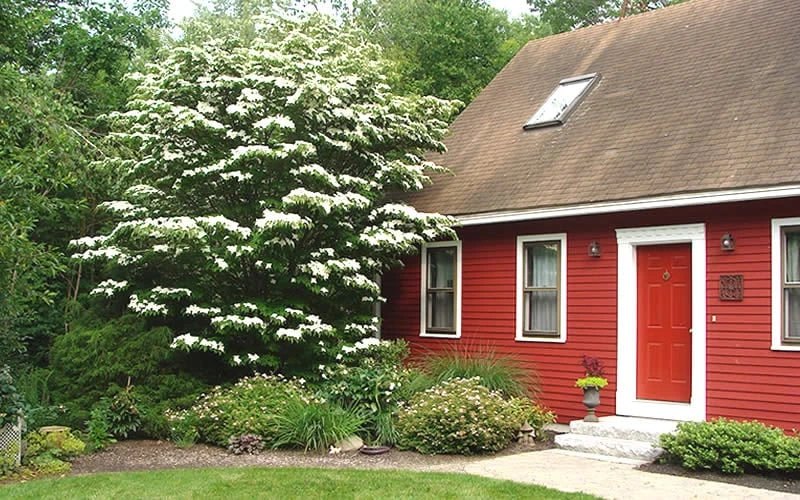 White Kousa Chinese Dogwood - Cornus Kousa - 2 Gallon Pot (4 To 5 Feet Tall) - Image 5
