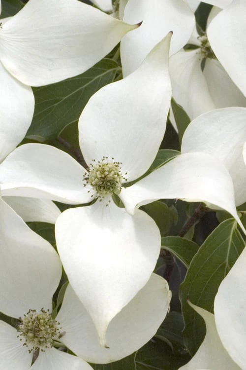 White Kousa Chinese Dogwood - Cornus Kousa - 2 Gallon Pot (4 To 5 Feet Tall) - Image 6