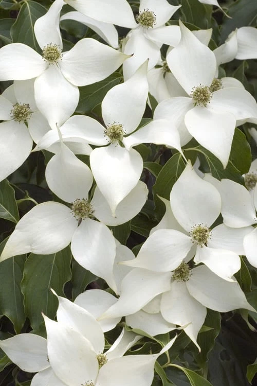 White Kousa Chinese Dogwood - Cornus Kousa - 2 Gallon Pot (4 To 5 Feet Tall)