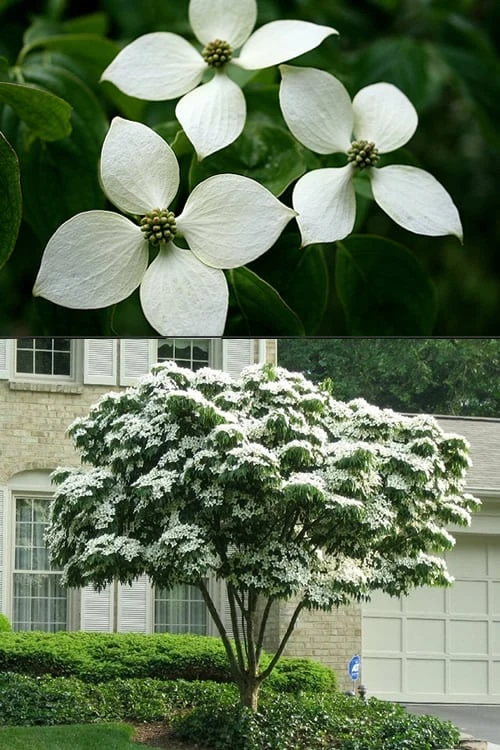 White Kousa Chinese Dogwood - Cornus Kousa - 2 Gallon Pot (4 To 5 Feet Tall) - Image 7