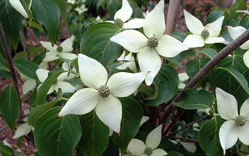 White Kousa Chinese Dogwood - Cornus Kousa - 2 Gallon Pot (4 To 5 Feet Tall) - Image 8