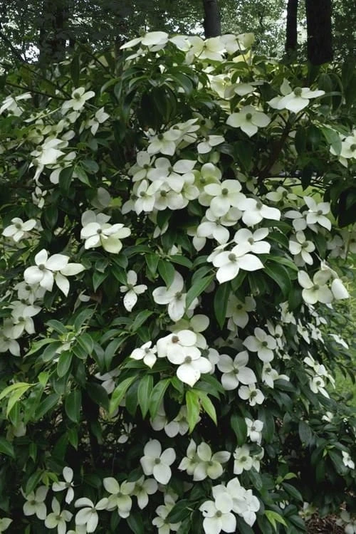Empress Of China Dogwood - 7 Gallon Pot (3-4') - Image 5