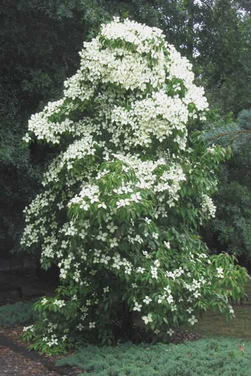 Empress Of China Dogwood - 7 Gallon Pot (3-4') - Image 6