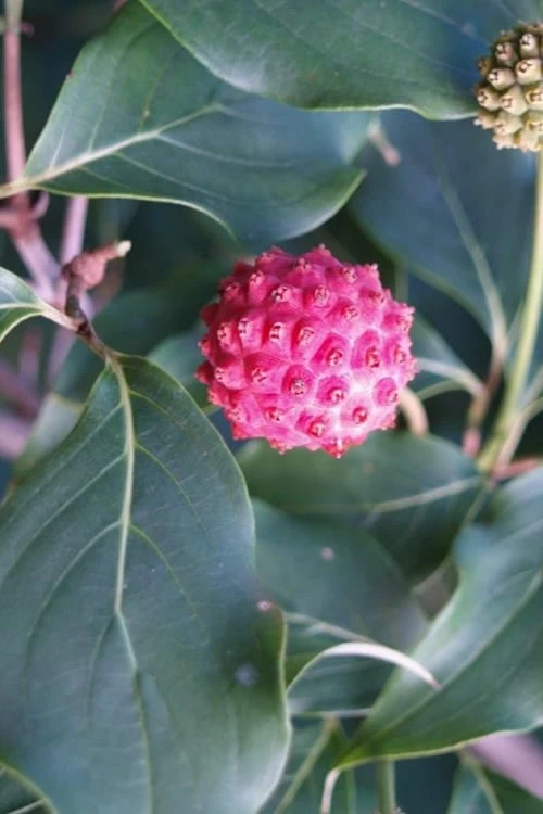 Empress Of China Dogwood - 7 Gallon Pot (3-4') - Image 7