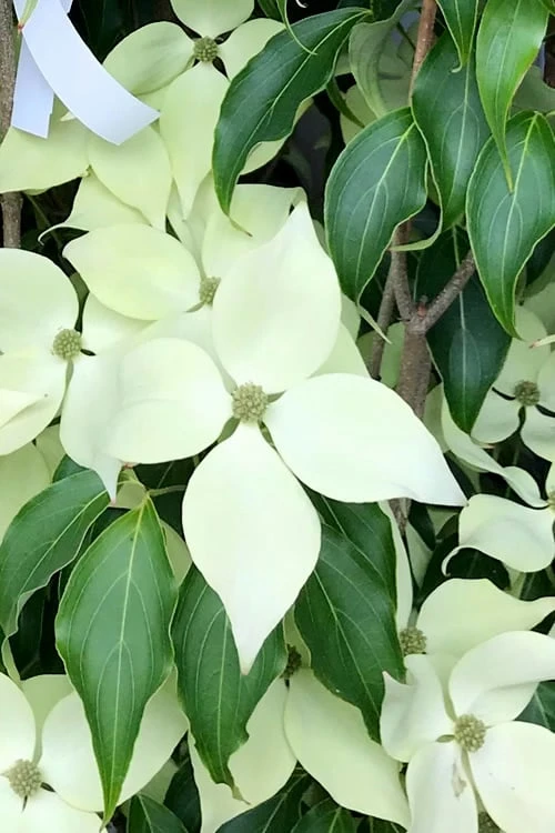 Greensleeves Dogwood - Cornus Kousa - 5 Gallon Pot - Image 7