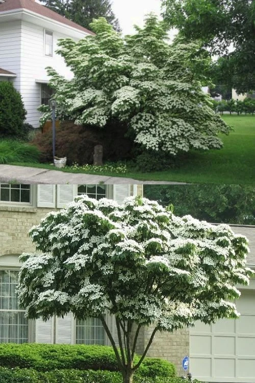 Greensleeves Dogwood - Cornus Kousa - 5 Gallon Pot - Image 4