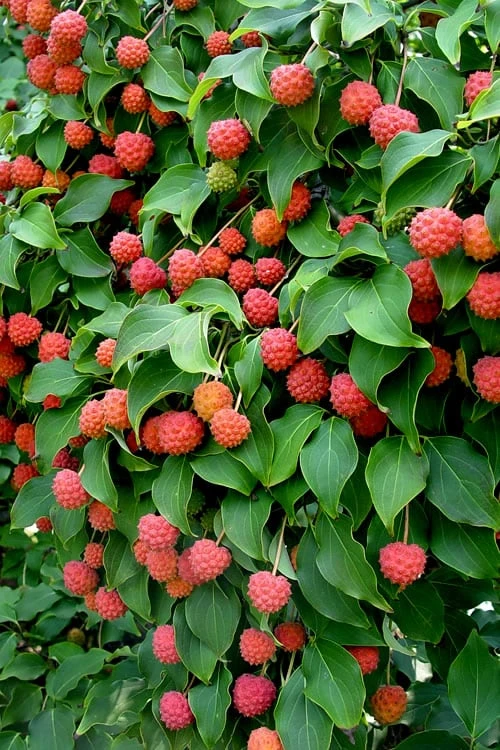Greensleeves Dogwood - Cornus Kousa - 5 Gallon Pot - Image 5