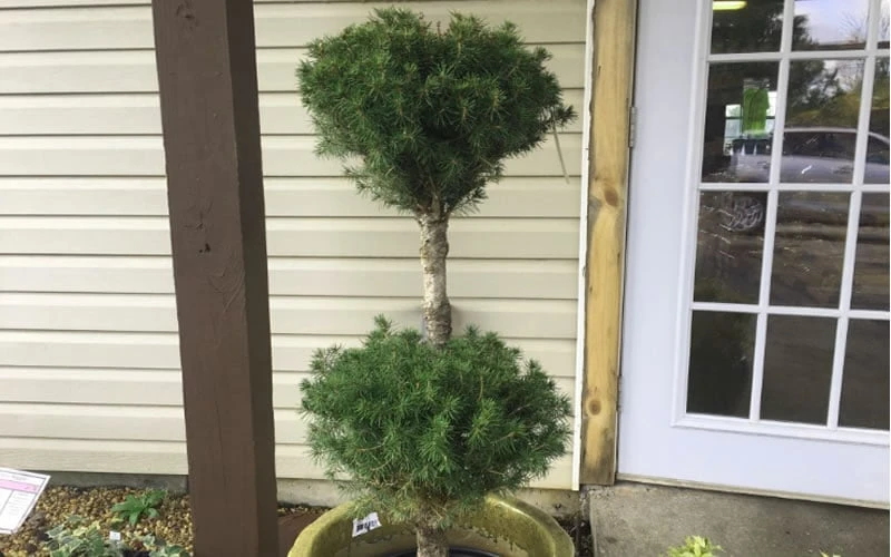 Poodle Tier Dwarf Alberta Spruce 3 Ball Topiary (3-Ball) - 3 Gallon Pot - Image 4