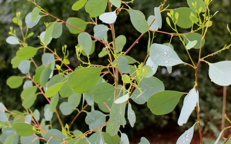 Lucky Country Cold Hardy Eucalyptus Tree (Eucalyptus Camphora) - 1 Gallon Pot - Image 4