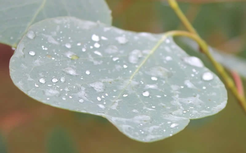 Lucky Country Cold Hardy Eucalyptus Tree (Eucalyptus Camphora) - 1 Gallon Pot - Image 6