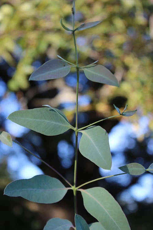 Grace Cold Hardy Eucalyptus Tree (Eucalyptus Elliptica) - 2 Gallon Pot - Image 5