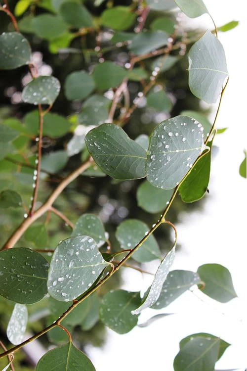 Lucky Country Cold Hardy Eucalyptus Tree (Eucalyptus Camphora) - 1 Gallon Pot - Image 7