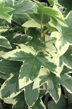 Angyo Star Fatshedera 1 Gallon Pot