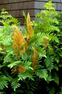 Royal Fern (Osmunda Regalis) - 2.5 Quart Pot
