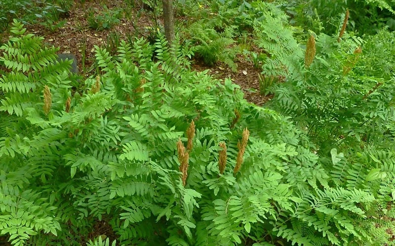 Royal Fern (Osmunda Regalis) - 6 Pack Of 1 Gallon Pots - Image 4