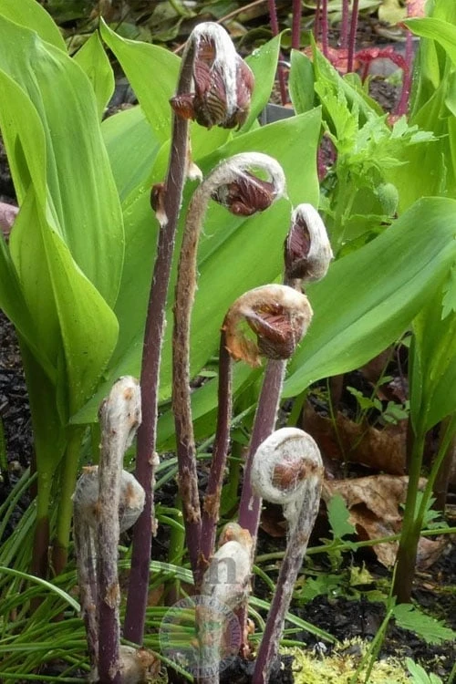 Royal Fern (Osmunda Regalis) - 6 Pack Of 1 Gallon Pots - Image 6