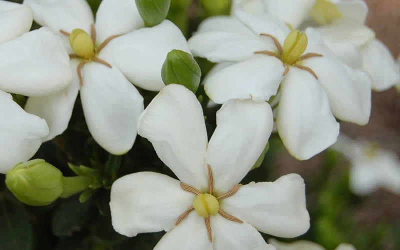 ScentAmazing Gardenia - 1 Gallon Pot - Image 4